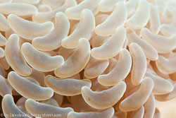 BD-111129-Raja-Ampat-5543-Plerogyra-sinuosa-(Dana.-1846)-[Rounded-bubblegum-coral].jpg